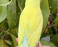 pastel-parrotlet-for-sale