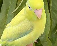 white-parrotlet-for-sale