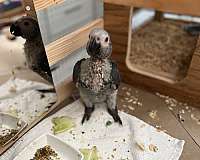 african-grey-parrot-for-sale-in-california