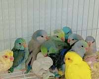 parrotlet-for-sale