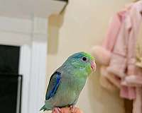 parrotlet-for-sale-in-los-angeles-ca