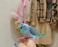 baby-parrotlet-for-sale