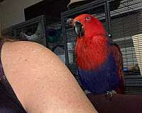 female-bird-for-sale-in-alvarado-tx