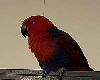 eclectus-parrots-for-sale-in-alvarado-tx