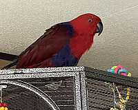 eclectus-parrots-for-sale