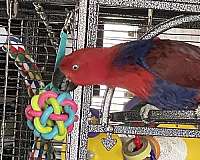 bird-for-sale-in-alvarado-tx