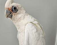 bare-eye-cockatoo-for-sale-in-monetta-sc