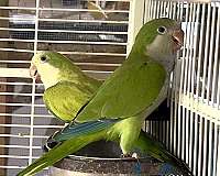 baby-citron-green-bird-for-sale