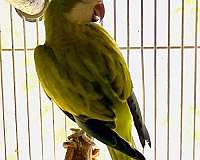 citron-green-cute-bird-for-sale