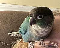 green-cheek-conure-for-sale-in-wetumpka-al