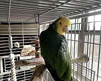 green-amazon-parrot-for-sale