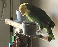 red-amazon-parrot-for-sale