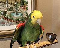 yellow-amazon-parrot-for-sale