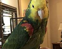 amazon-parrot-for-sale