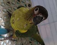 conure-for-sale