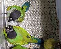 conure-for-sale-in-marion-sc