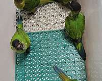 baby-conure-for-sale