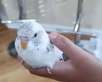 budgerigar-parakeet-for-sale