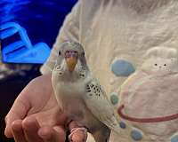 blue-budgerigar-parakeet-for-sale