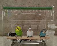 budgerigar-parakeet-for-sale