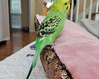 white-budgerigar-parakeet-for-sale