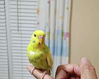 blue-budgerigar-parakeet-for-sale