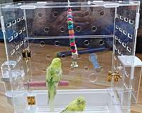 green-budgerigar-parakeet-for-sale