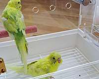 white-budgerigar-parakeet-for-sale