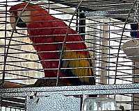 adult-bird-for-sale-in-crosby-tx