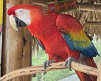 macaw-scarlet-macaw-for-sale-in-crosby-tx