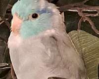 young-parrotlet-for-sale