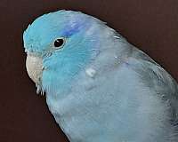 parrotlet-for-sale-in-gambier-oh