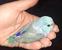 parrotlet-for-sale