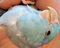 blue-pied-parrotlet-for-sale