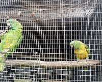 yellow-naped-amazon-parrot-for-sale-in-longwood-fl