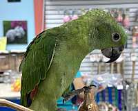 yellow-naped-amazon-parrot-for-sale