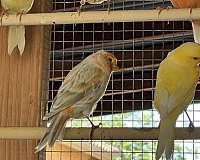 canary-for-sale-in-queen-creek-az