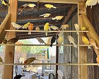 red-yellow-bird-for-sale-in-queen-creek-az