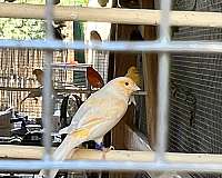 canary-for-sale