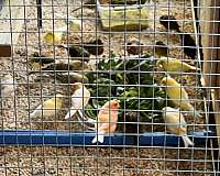 bird-for-sale-in-queen-creek-az