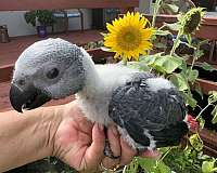 congo-african-grey-parrot-for-sale-in-naples-fl