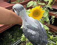 congo-african-grey-parrot-for-sale