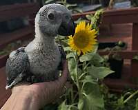 baby-congo-african-grey-parrot-for-sale