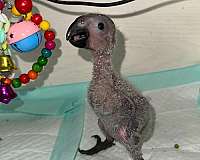 congo-african-grey-parrot-for-sale-in-naples-fl