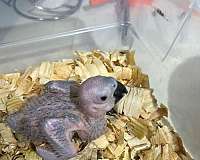 congo-african-grey-parrot-for-sale