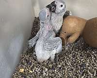 congo-african-grey-parrot-for-sale-in-naples-fl