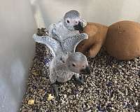 congo-african-grey-parrot-for-sale