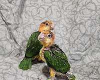 white-bellied-caique-for-sale-in-pensacola-fl