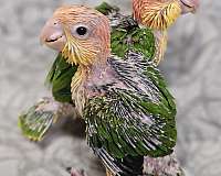 white-bellied-caique-for-sale