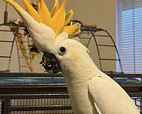 cockatoo-for-sale-in-shasta-lakes-ca